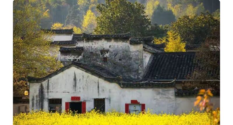 山上种植什么植物可驱防蚊虫