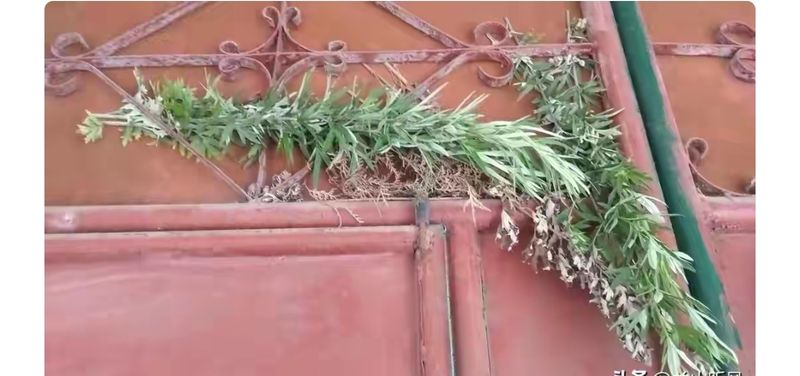 山上种植什么植物可驱防蚊虫