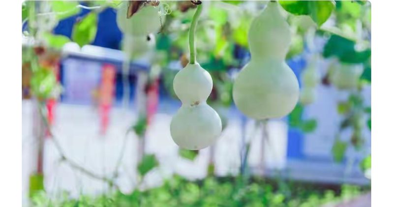 山上种植什么植物可驱防蚊虫