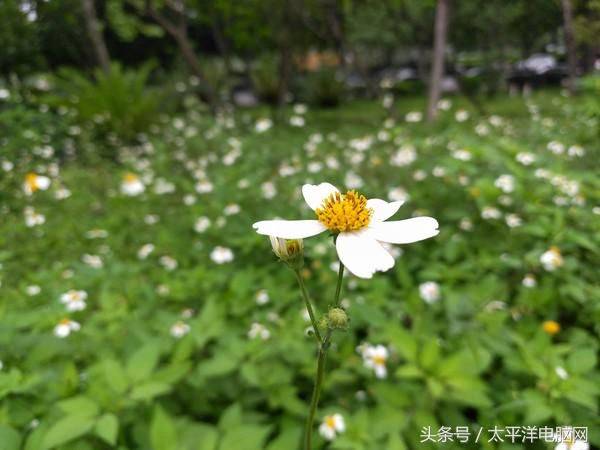 金立s5.5l市场价多少钱
