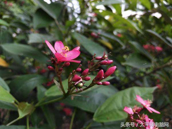 金立s5.5l市场价多少钱
