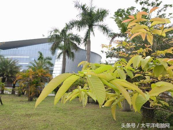 金立s5.5l市场价多少钱