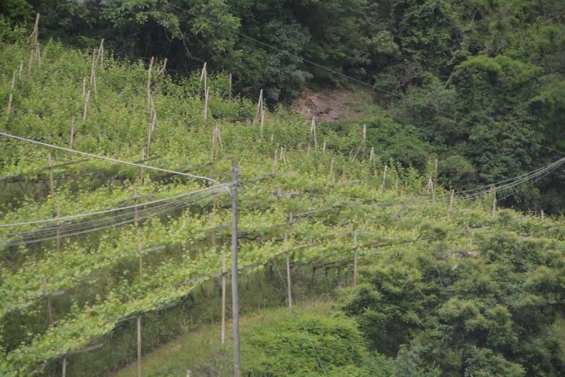 石斛的种植方法图解