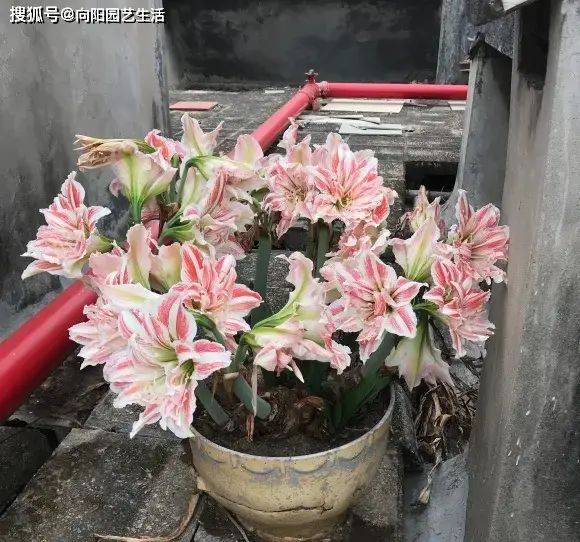 The way zhu's red balls grow