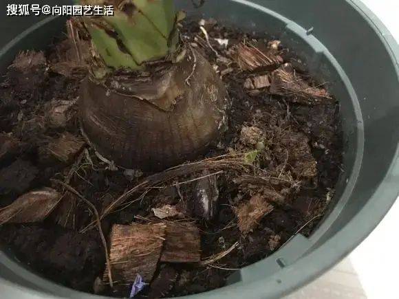 The way zhu's red balls grow