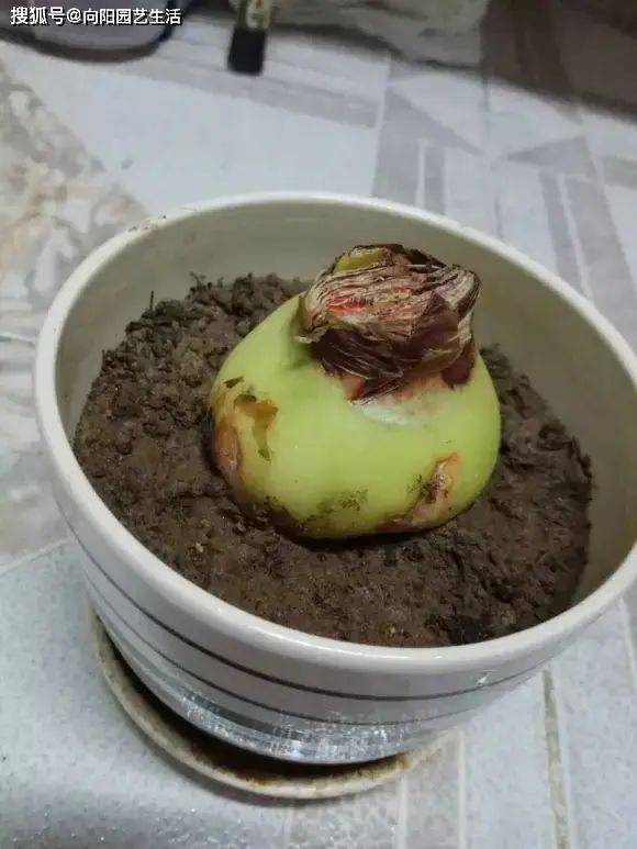 The way zhu's red balls grow