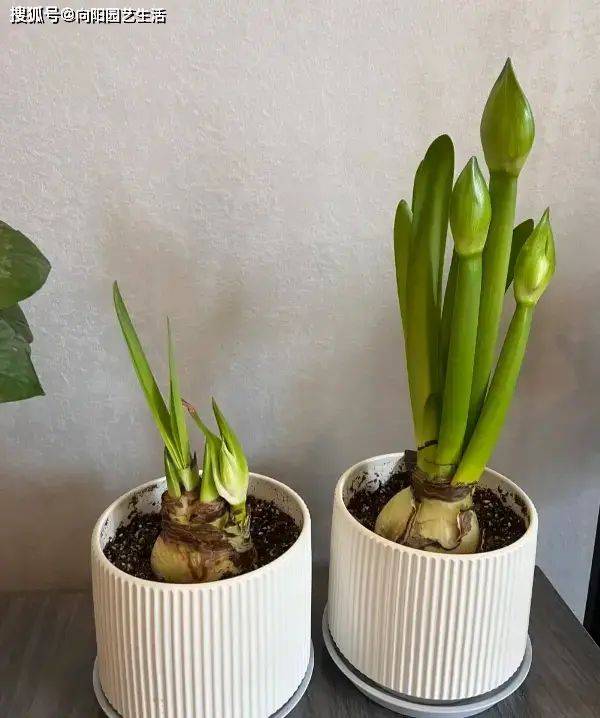 The way zhu's red balls grow