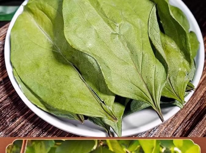 番茄树种子种植方法