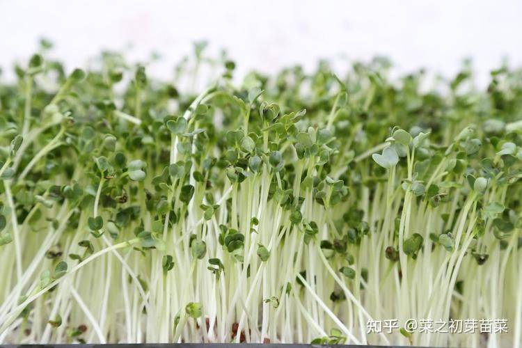 Technological video of sprouts