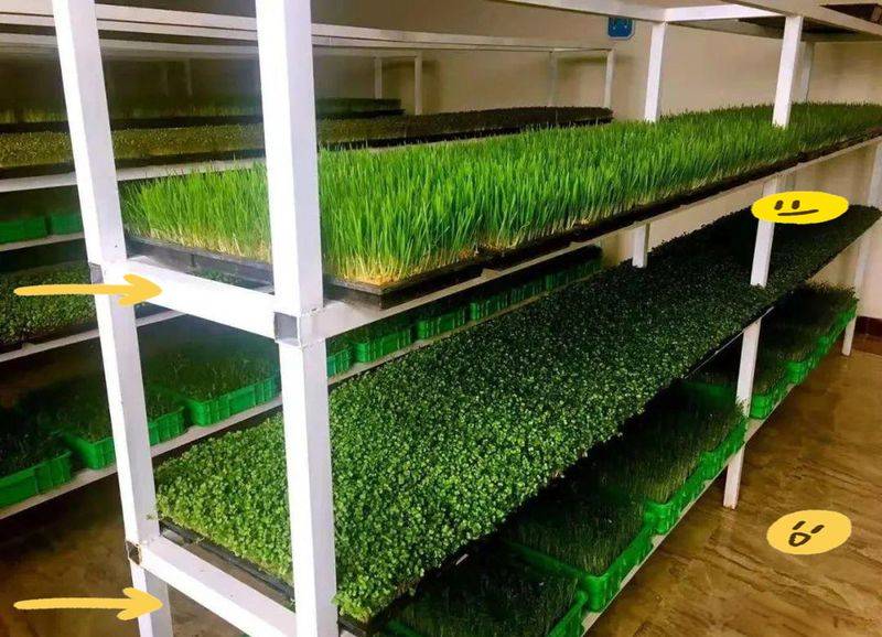 Technological video of sprouts