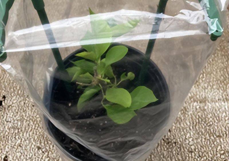Triangular plum cultivation methods