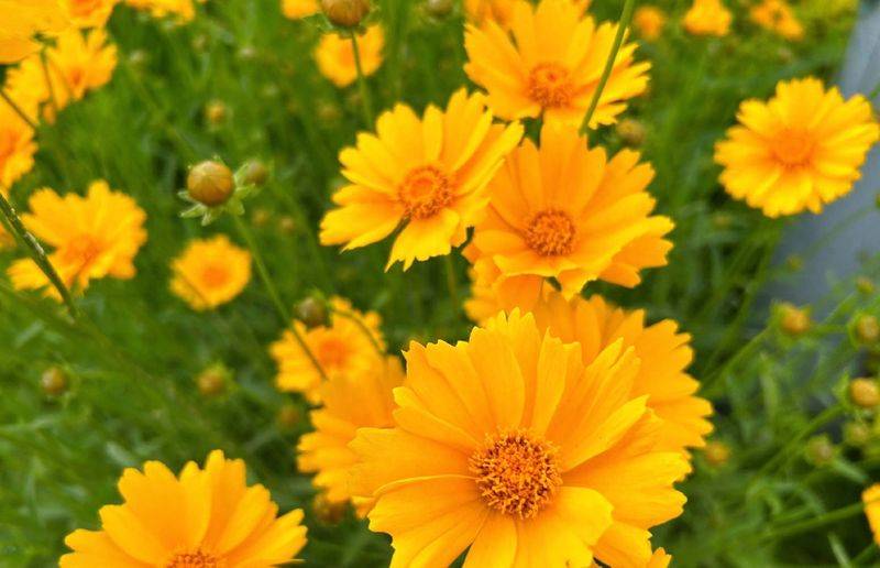 The method of growing a big flower