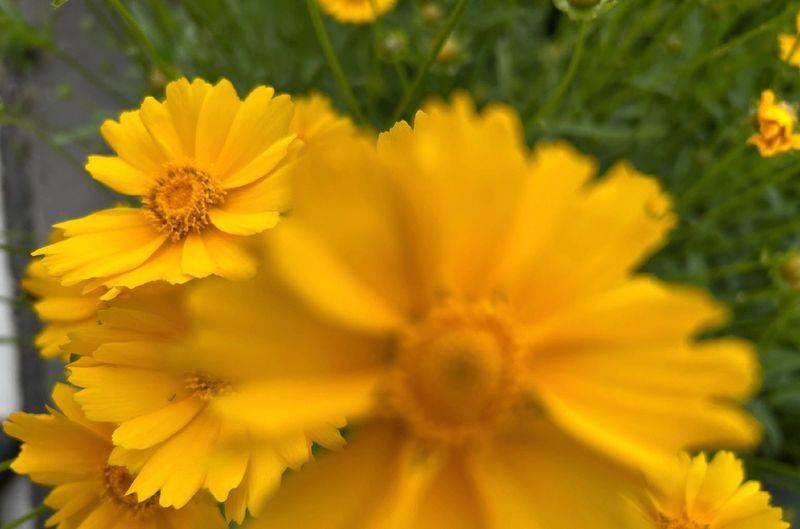 The method of growing a big flower