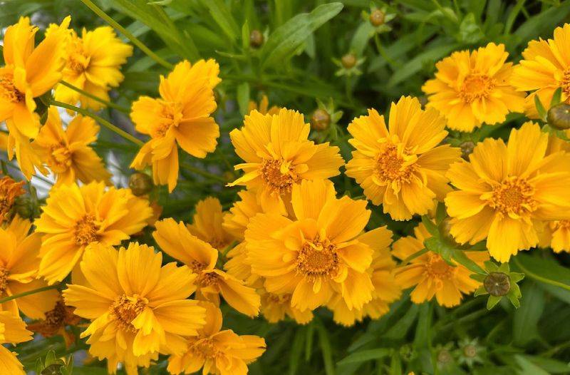 The method of growing a big flower