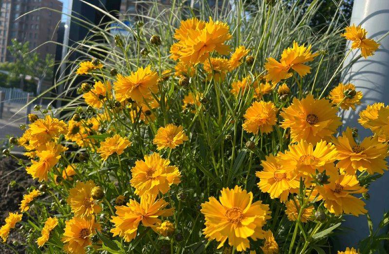 The method of growing a big flower