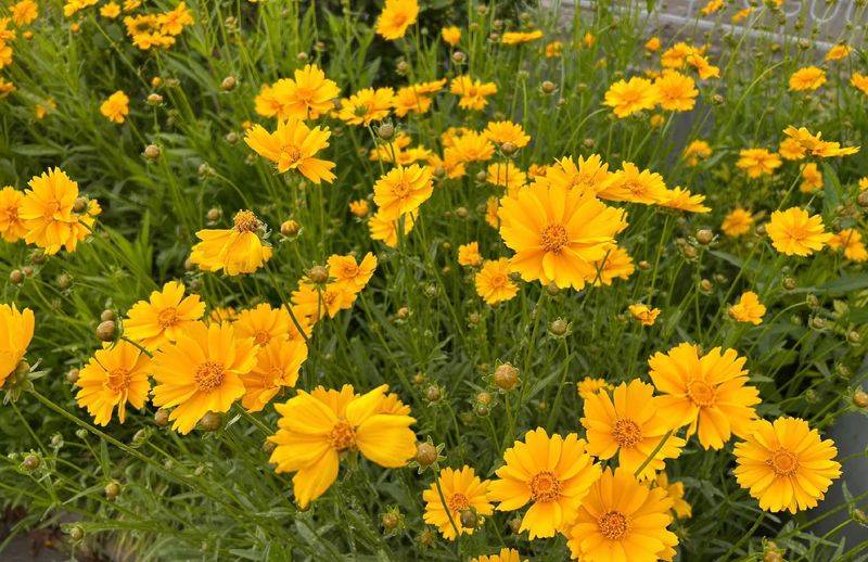 The method of growing a big flower