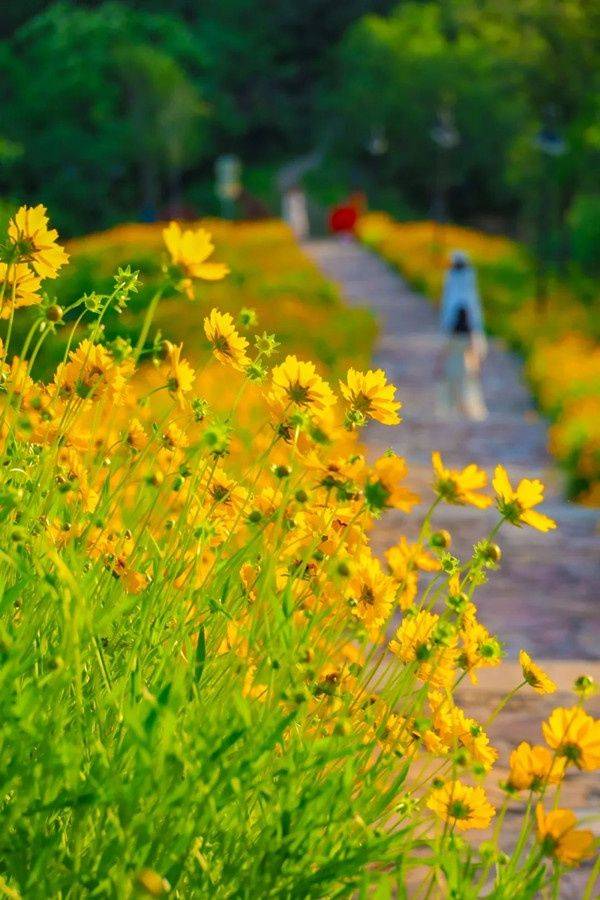 The method of growing a big flower