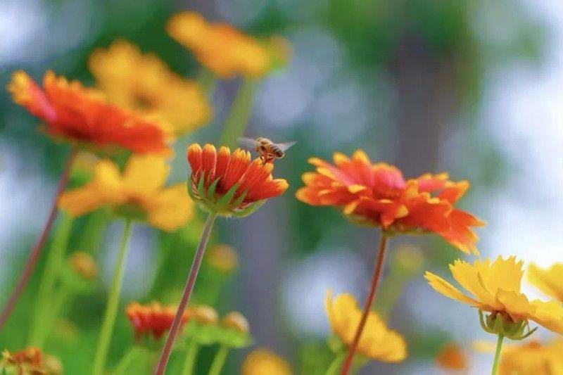 The method of growing a big flower