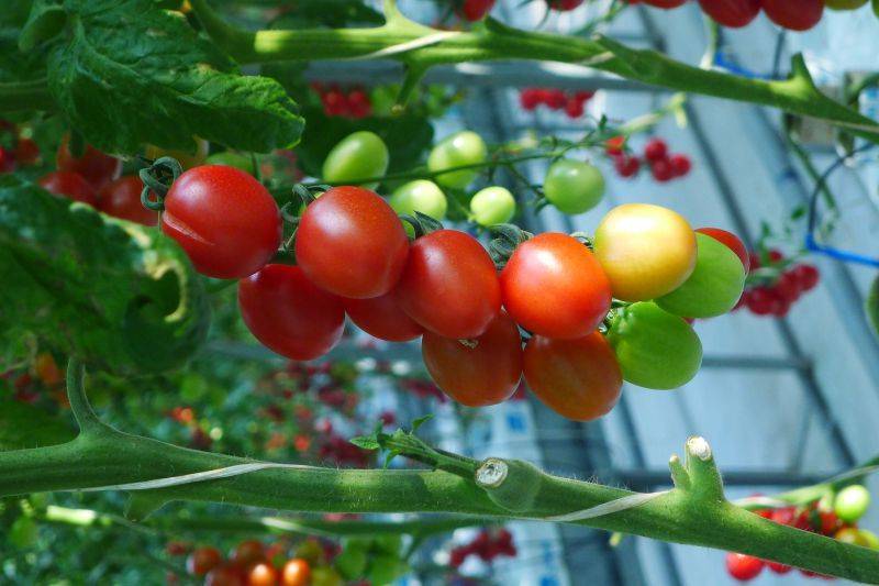 Tomato seed cultivation methods