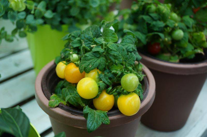Tomato seed cultivation methods