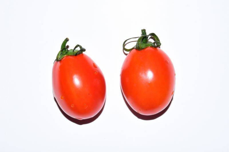 Tomato seed cultivation methods