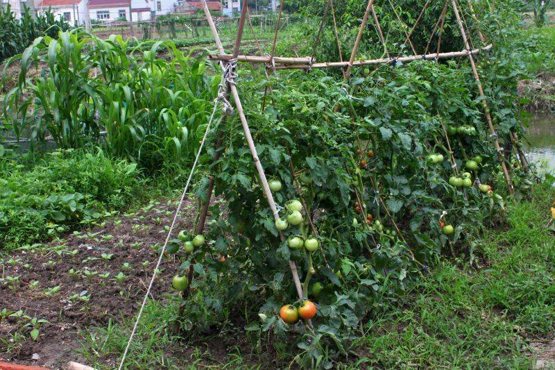 Tomato seed cultivation methods