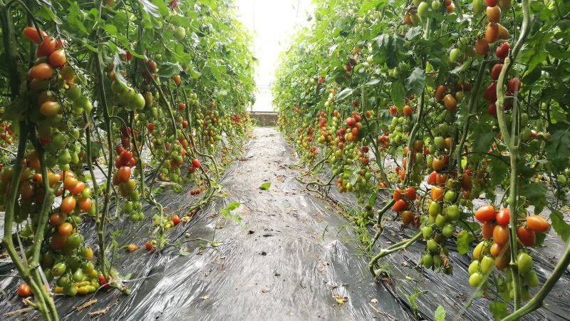Tomato seed cultivation methods