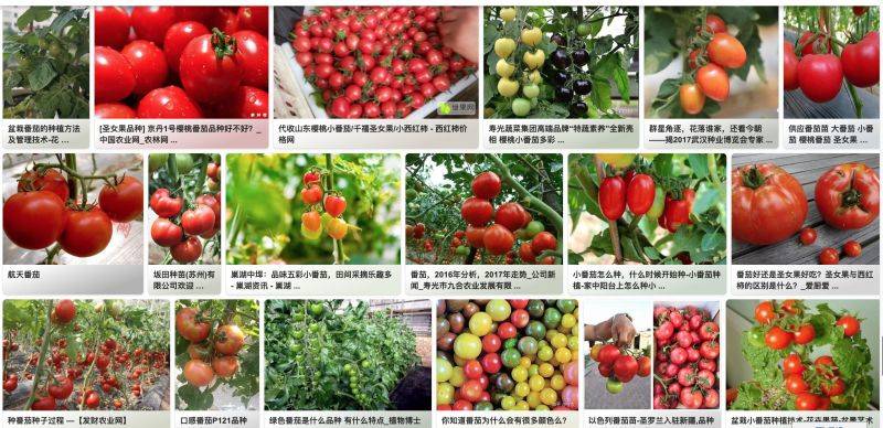 Tomato seed cultivation methods