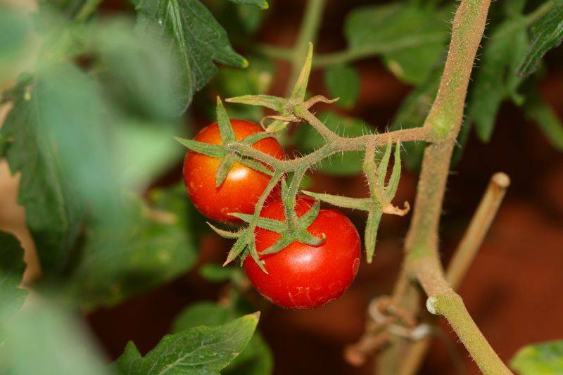 Tomato seed cultivation methods