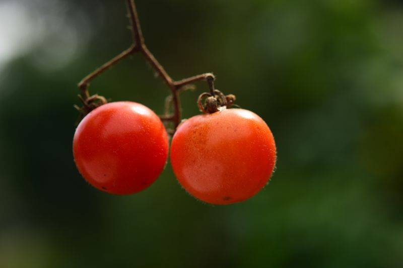 Tomato seed cultivation methods