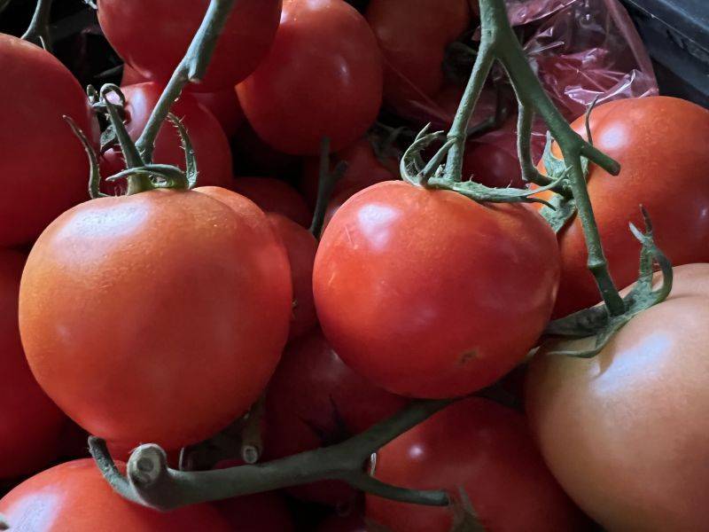 Tomato seed cultivation methods