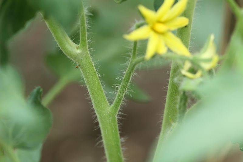 Tomato seed cultivation methods