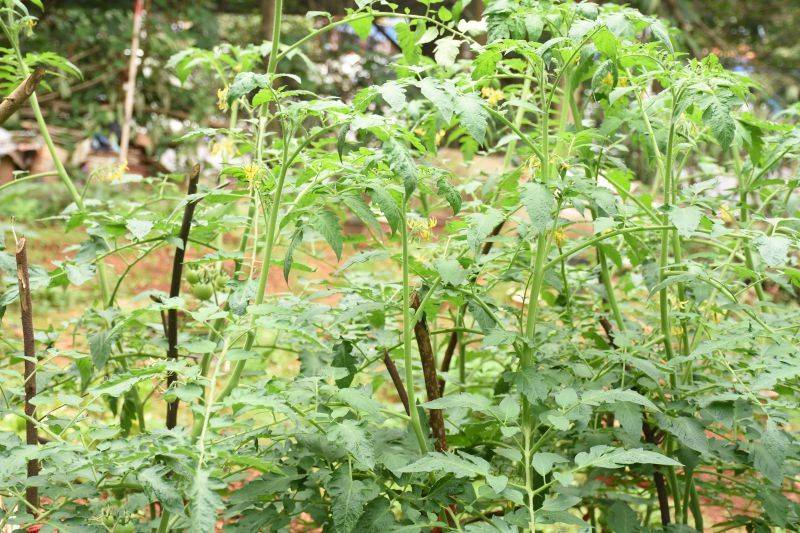 Tomato seed cultivation methods
