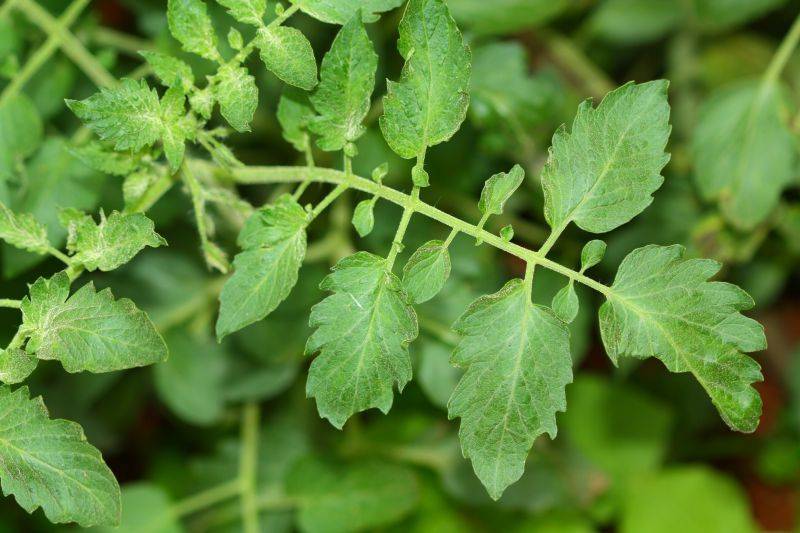 Tomato seed cultivation methods