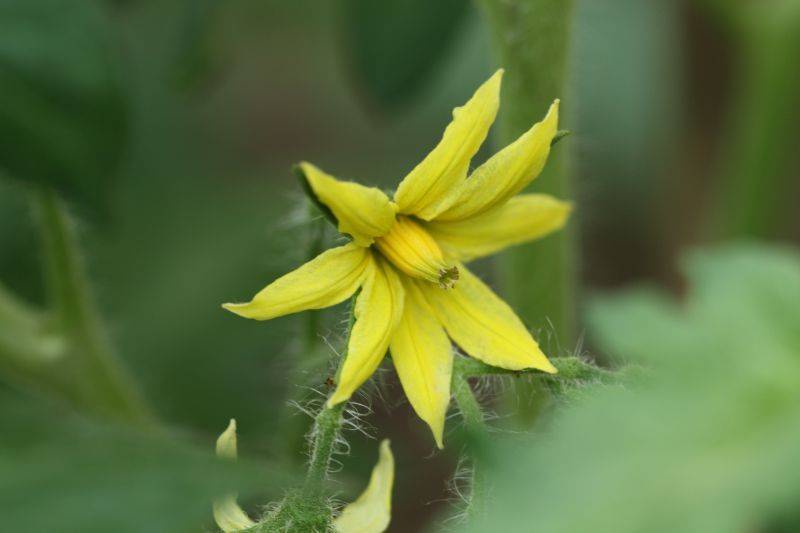 Tomato seed cultivation methods