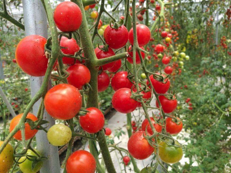 Tomato seed cultivation methods