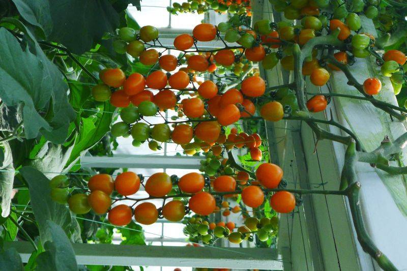 Tomato seed cultivation methods