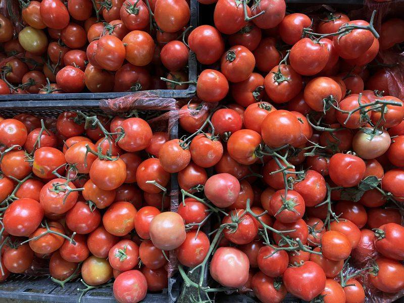 Tomato seed cultivation methods