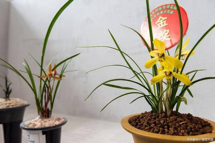 Orchid cultivation methods