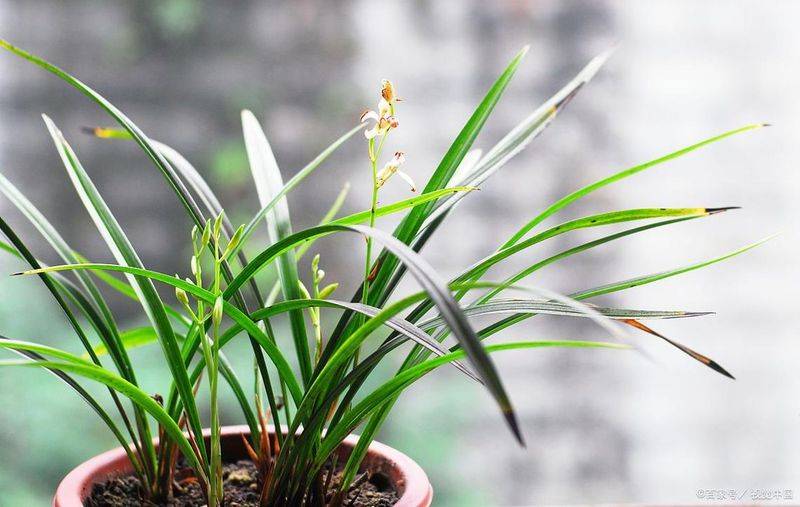 Orchid cultivation methods