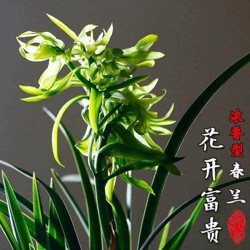 Orchid cultivation methods