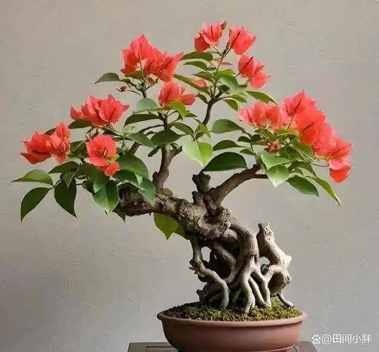 Triangular plum cultivation methods