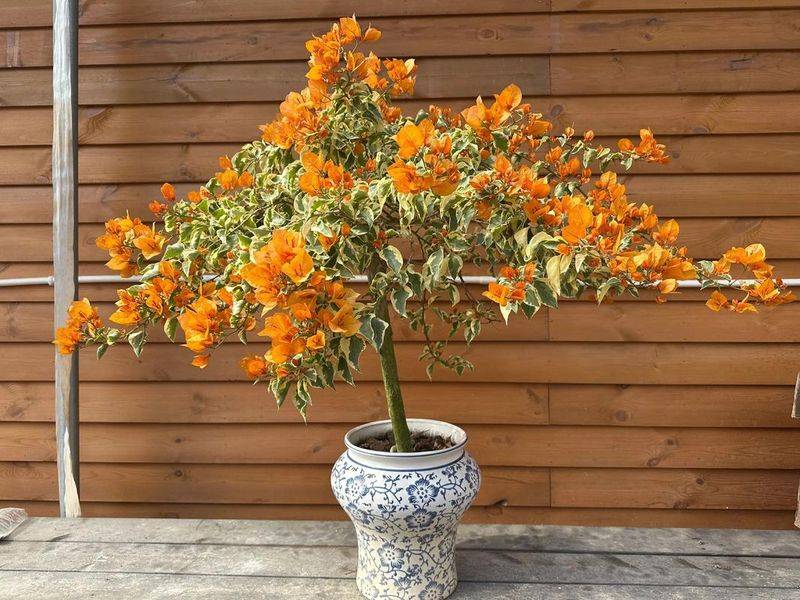Triangular plum cultivation methods