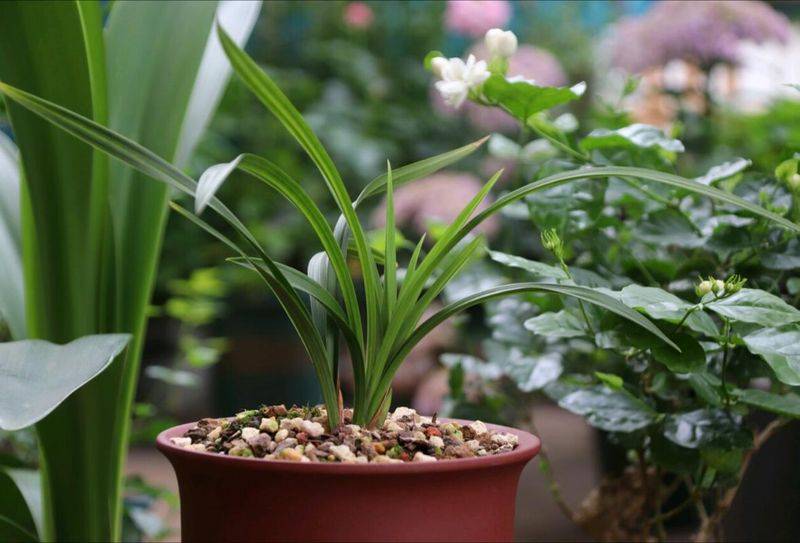 Orchid cultivation methods