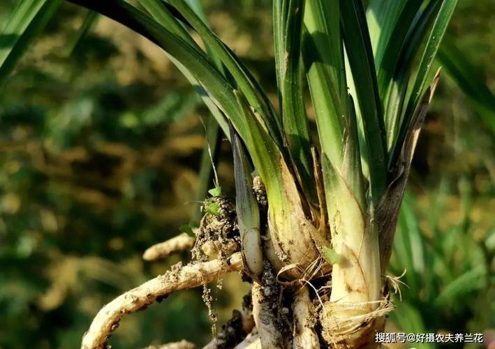 Orchid cultivation methods
