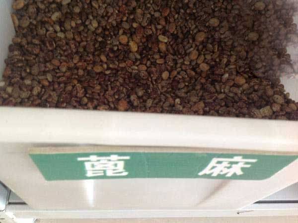 How does a cannabis seed grow