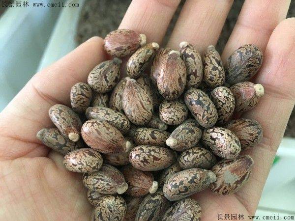 How does a cannabis seed grow
