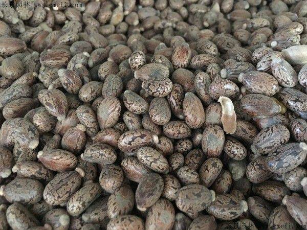 How does a cannabis seed grow