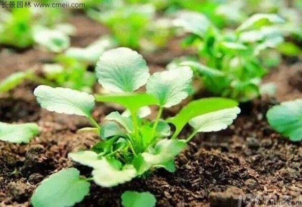 How does a cannabis seed grow