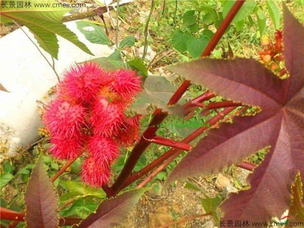 How does a cannabis seed grow